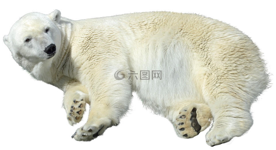 白熊 孤立 捕食高清图库素材免费下载 图片编号 六图网