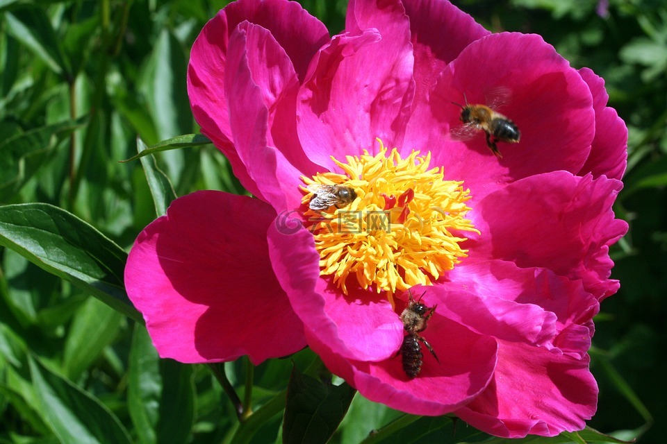 蜜蜂,开花,撒