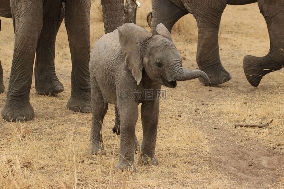 小象,象,坦桑尼亚