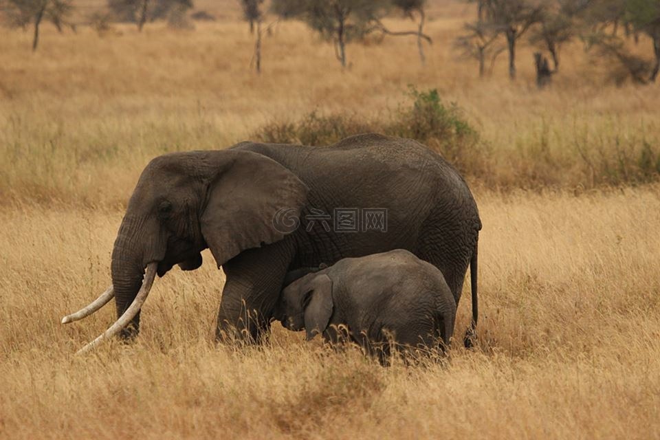 大象宝宝,大象家族,塞伦盖蒂国家公园