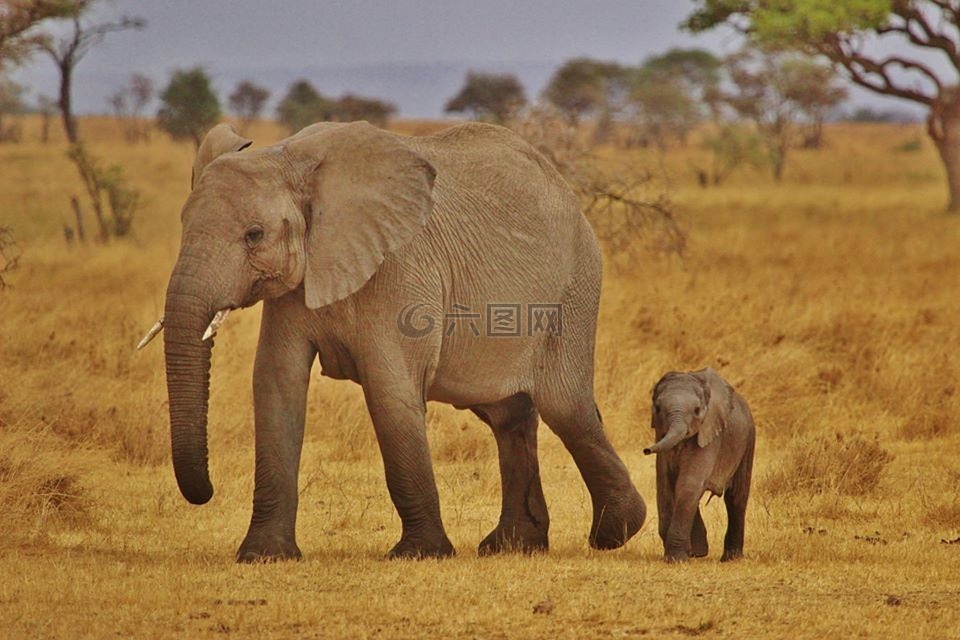 大象宝宝,大象家族,塞伦盖蒂国家公园