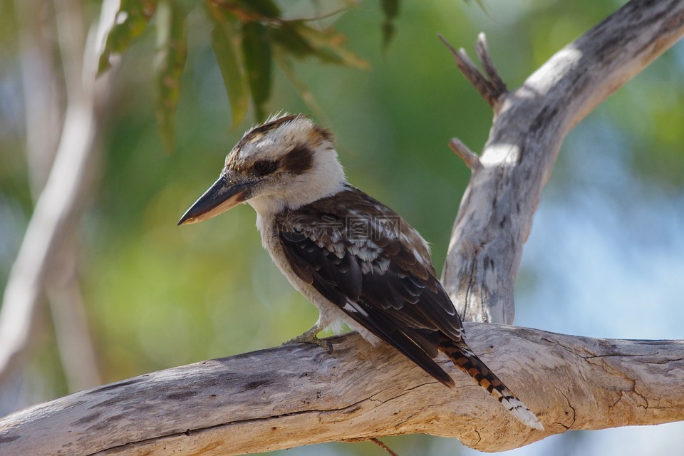 lachender 汉斯,鸟,澳大利亚