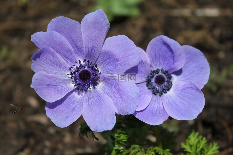 银莲花,花,蓝色