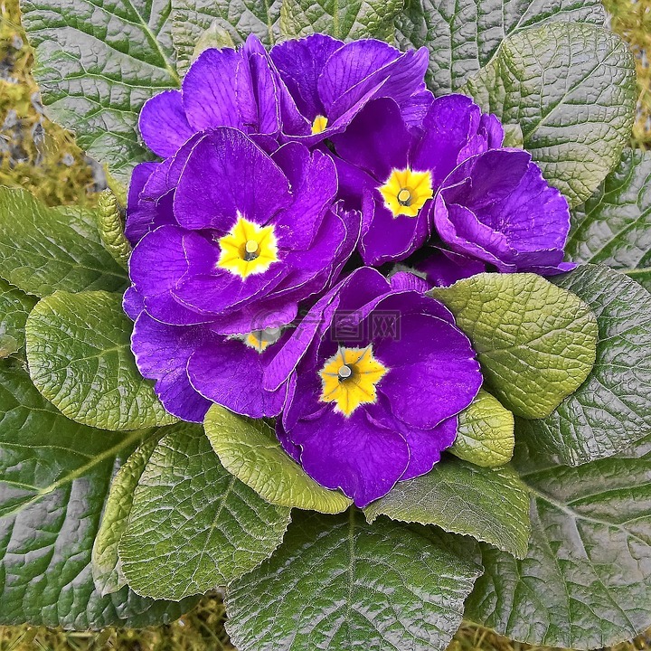 报春花,春天的花朵,盆栽的植物