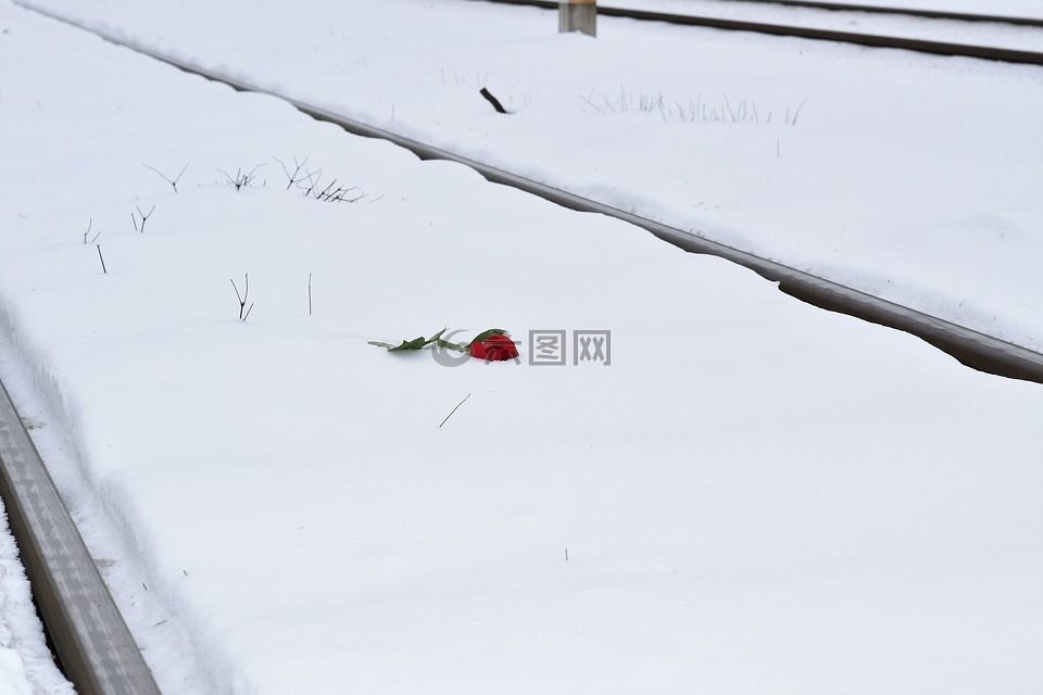 在雪中红色的玫瑰,永恒的爱情符号,铁路