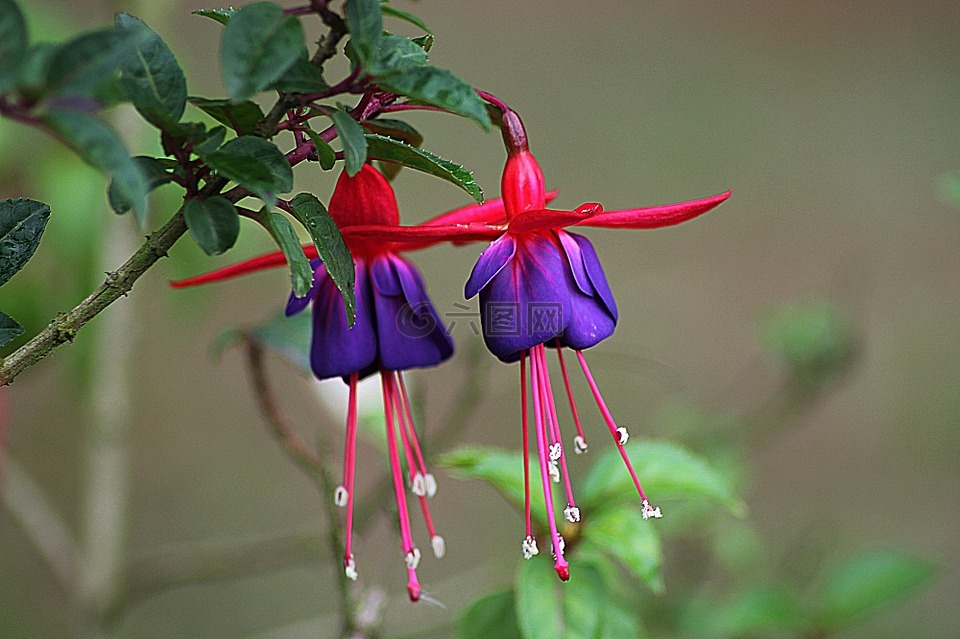 倒挂金钟,花,开花