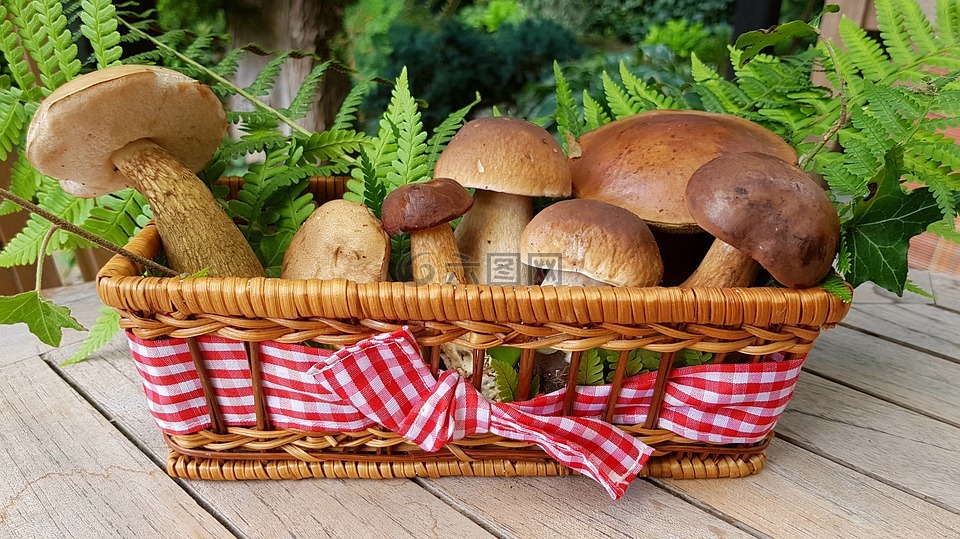 蘑菇,食品蘑菇,森林蘑菇