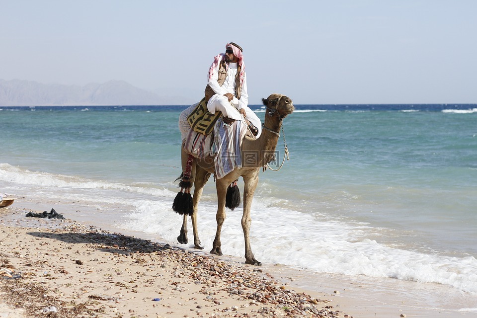 动物,阿拉伯骆驼,骆驼