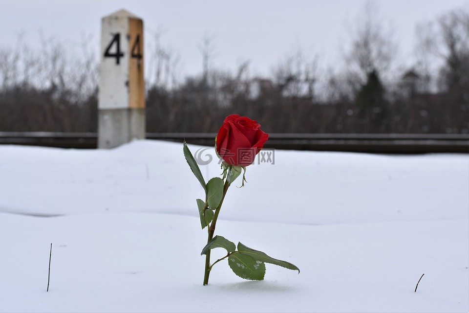 在雪中红色的玫瑰,永恒的爱情符号,铁路