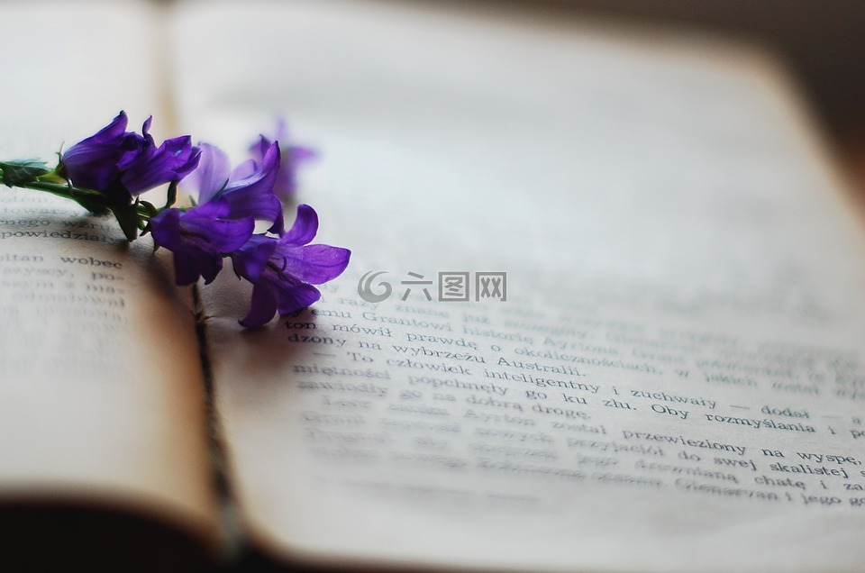 书,花,紫