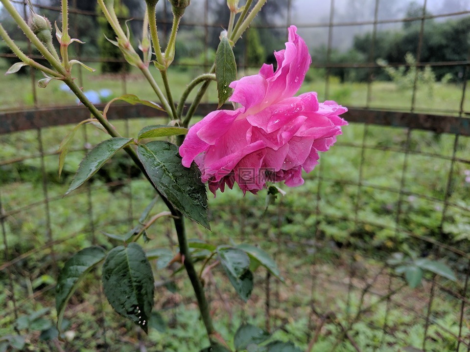 粉红玫瑰,自然,花