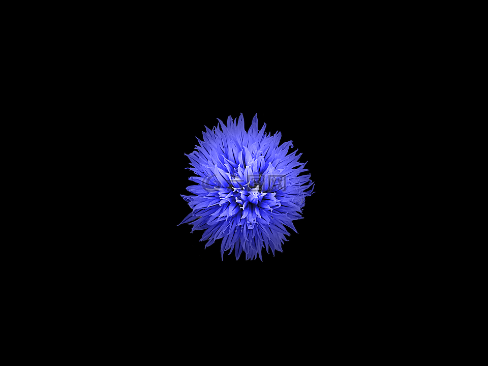 花,蓝色,蓝色的花