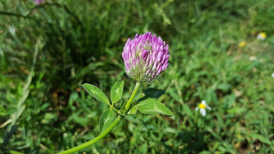 红三叶草,红车轴草,三叶