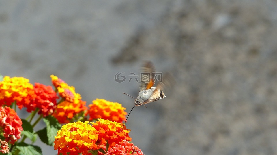克罗地亚,鲜花,蜂鸟蛾