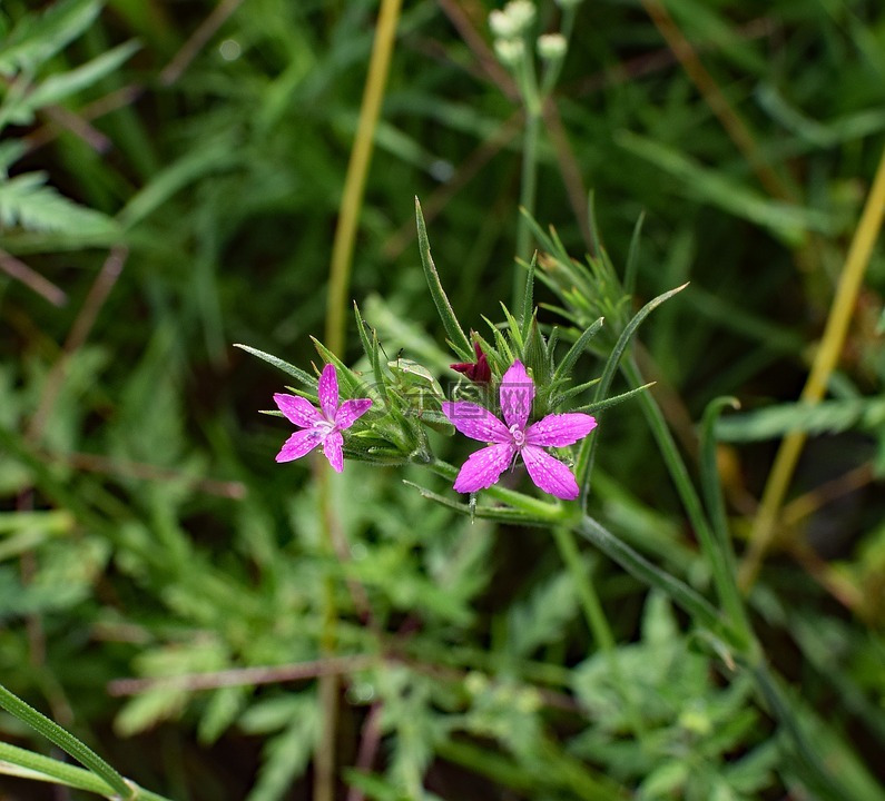 德特福德的粉红色,石竹armeria,野花