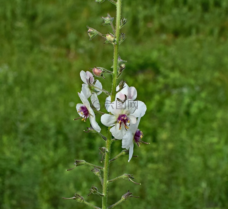 蜀葵,花,开花