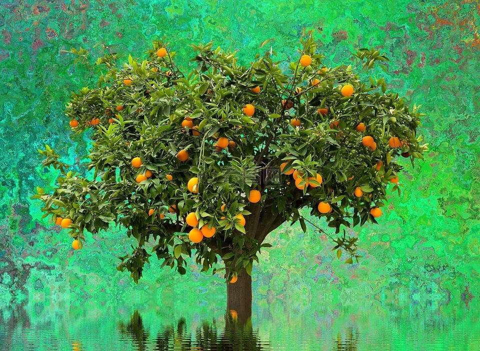 树,橙树,性质
