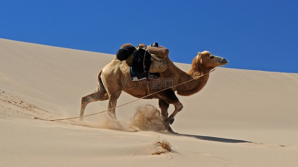 蒙古,沙漠,骆驼