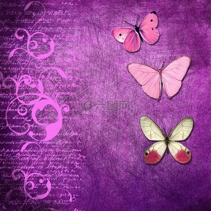 背景,蝴蝶,紫色