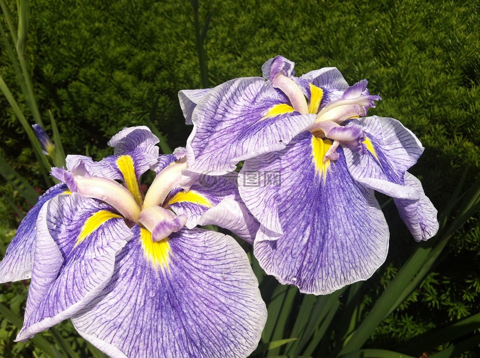 鸢尾花,花,紫色