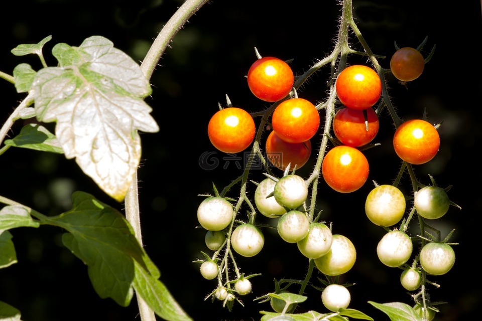 番茄,茄果类 lycopersicum,paradeisapfel