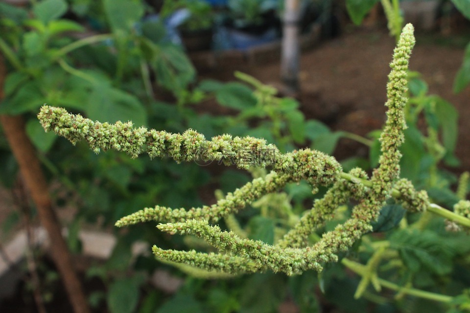 籽粒苋花,植物,植物区系