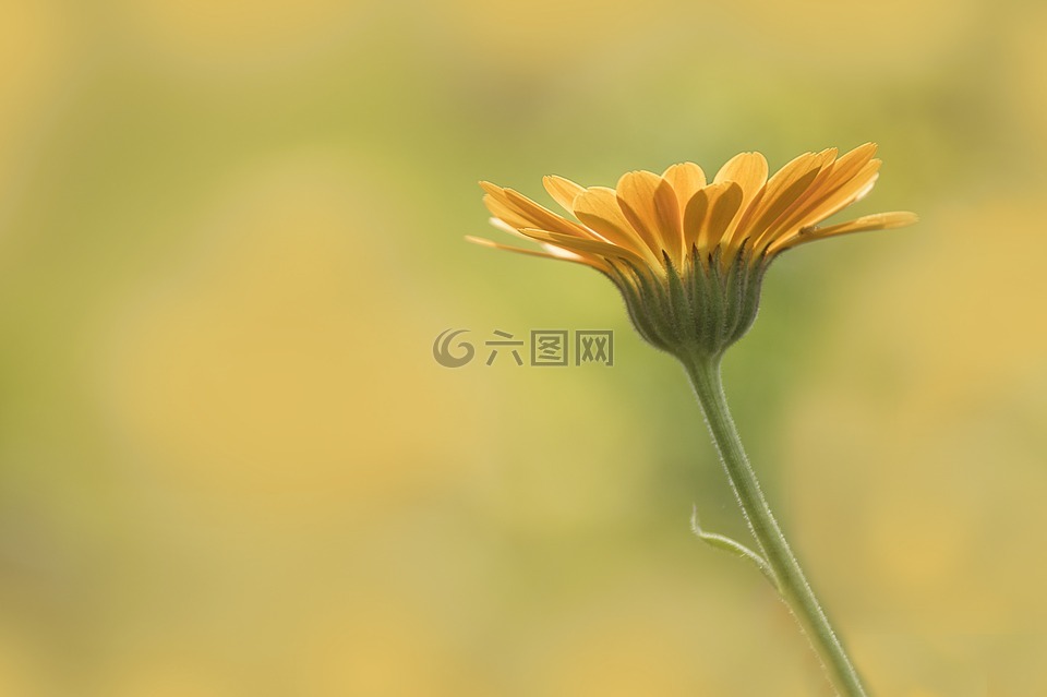 万寿菊,花,自然