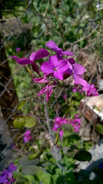 紫色的小花,花卉,春天