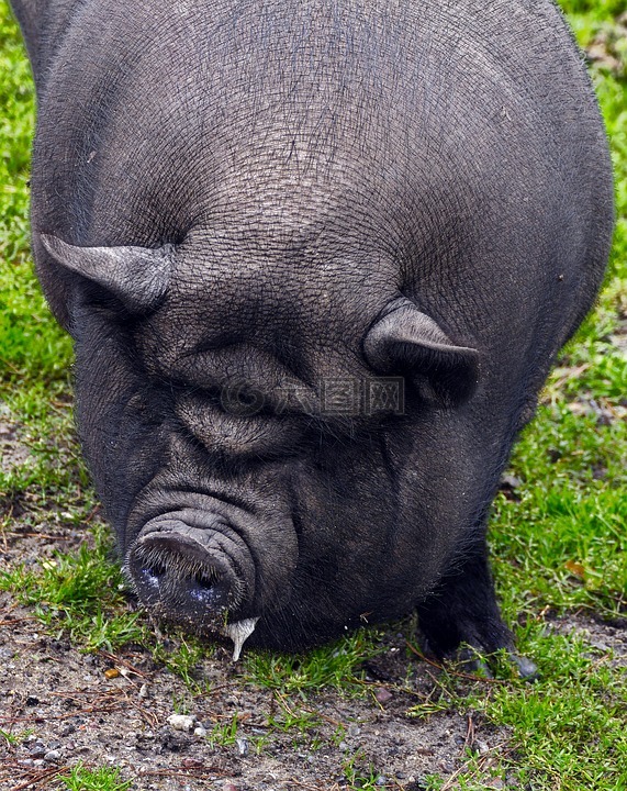 猪,大腹便便的猪,折猪肉