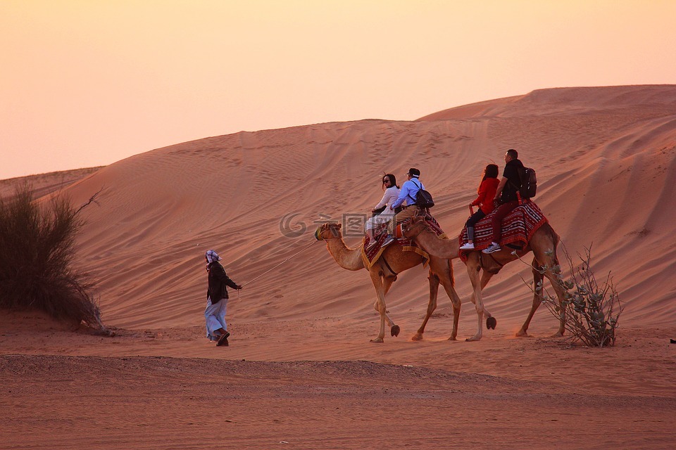 骆驼,沙漠,人