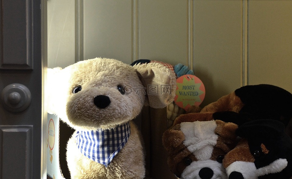 泰迪熊,贝尔,熊