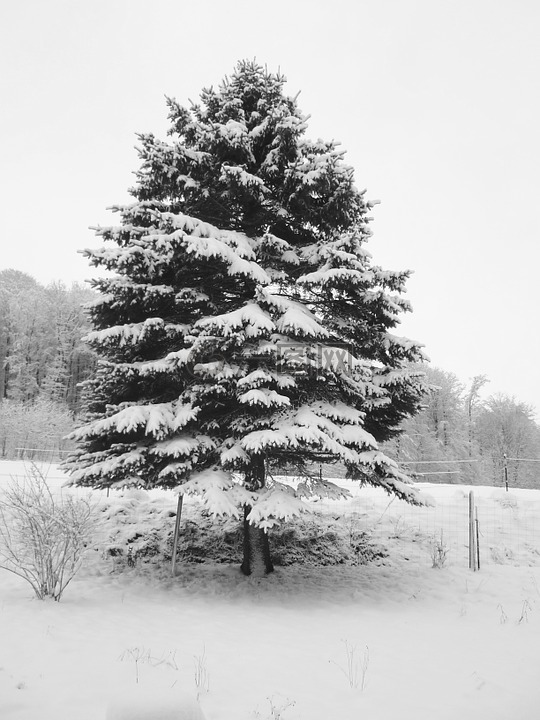 雪,杉木,圣诞树