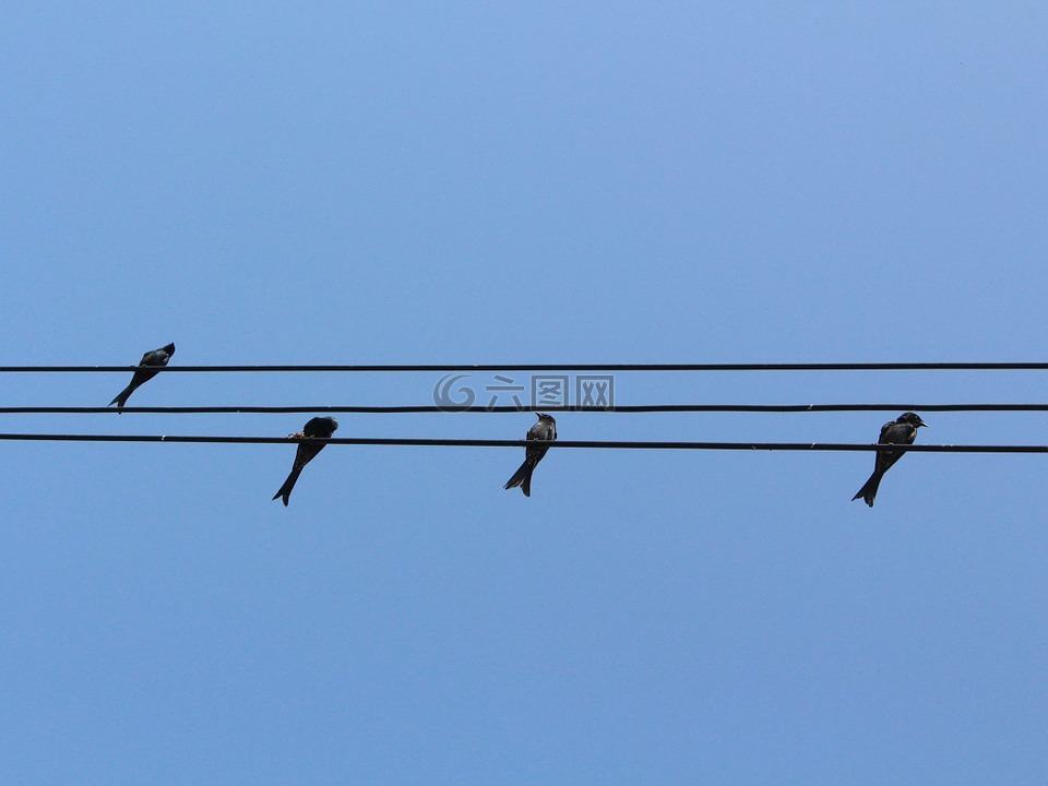 鳥,電線,天空