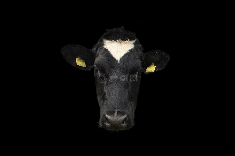 牛,牛面,牛肖像