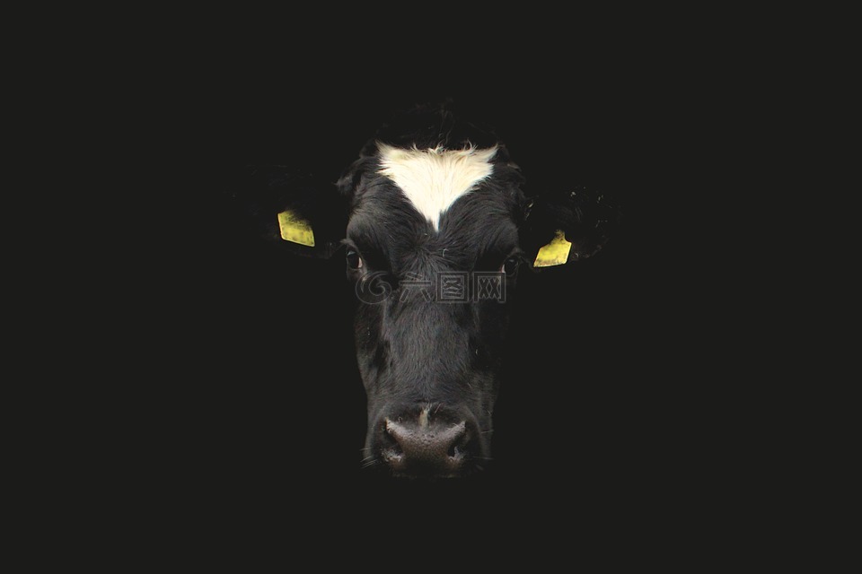 牛,牛面,牛肖像