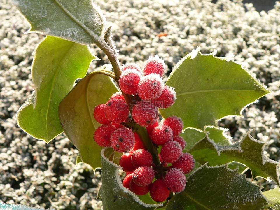 冬青,葡萄,圣诞节