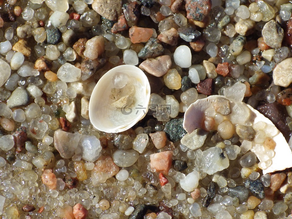贝壳,砂,在沙滩上