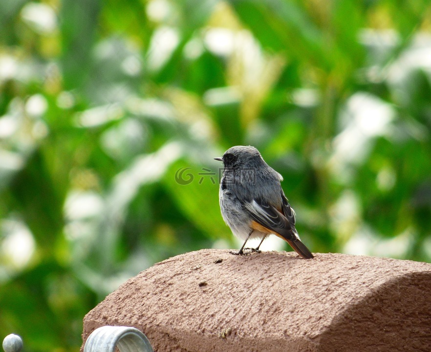 červenka,小鸟,spevavi