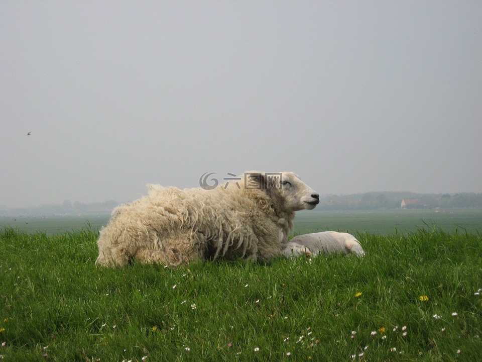 羊,羊肉,堤