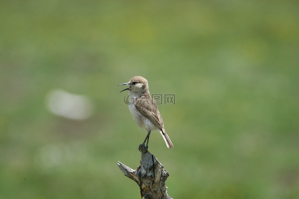 麻雀,野生雀,若尔盖