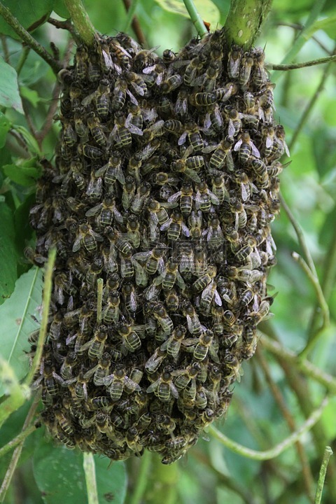 蜜蜂,蜜蜂群,授粉