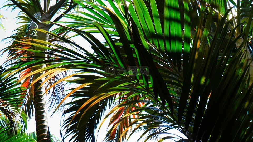 棕榈树,海滩,热带