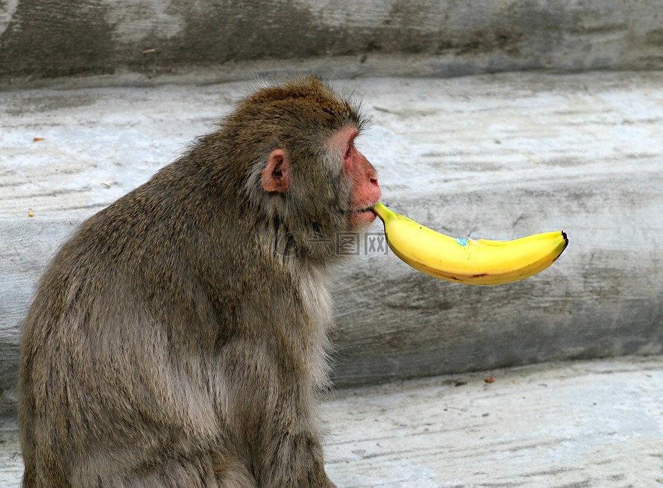 猴子,香蕉,抽烟