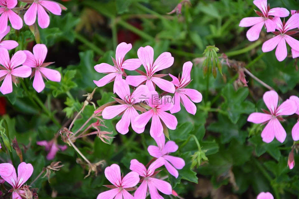 简单的天竺葵花,颜色粉色,驱蚊