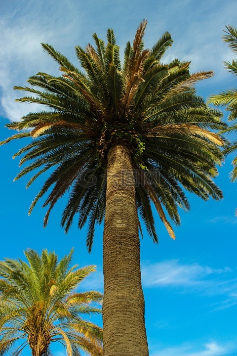 棕榈树,热带,夏天