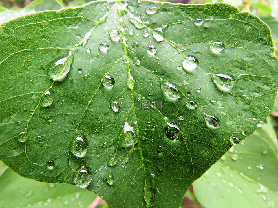 雨滴,绿叶,自然