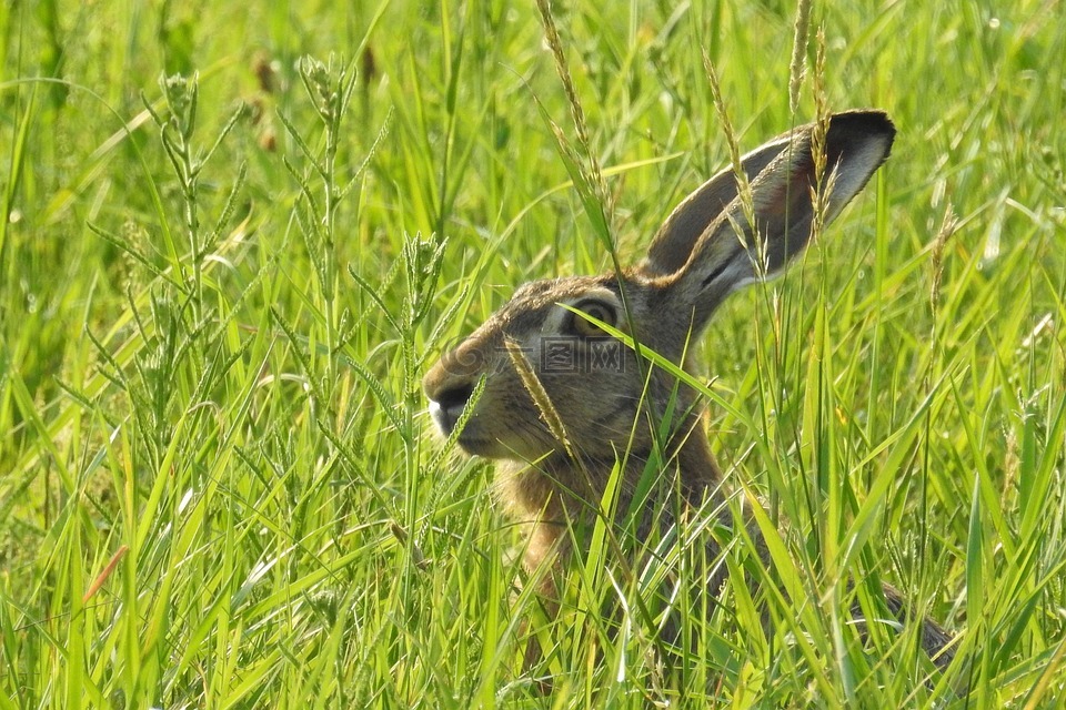 野兔,隐藏,草地