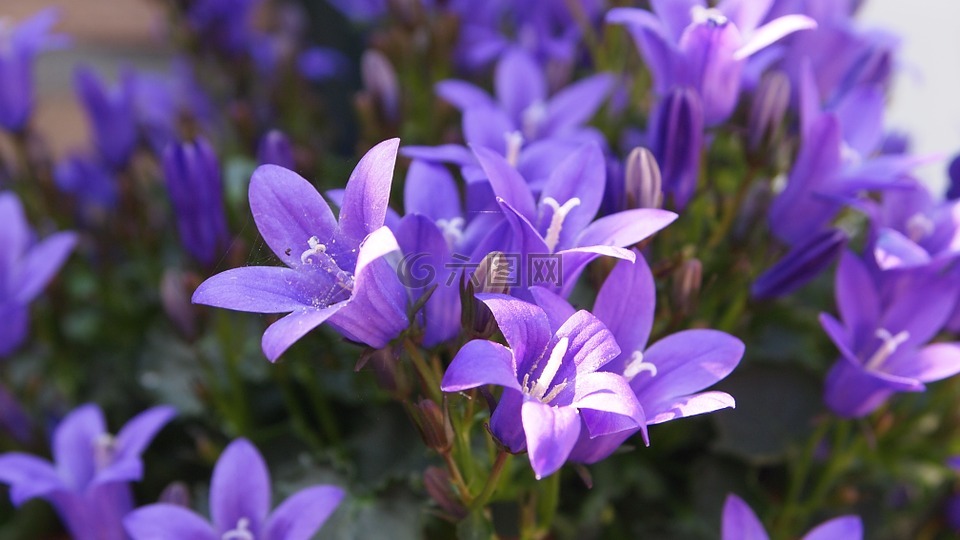花卉,小,紫色