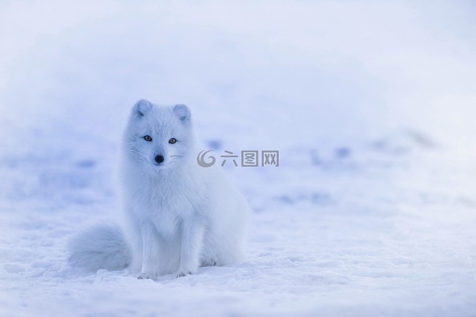 冰岛,北极狐,动物