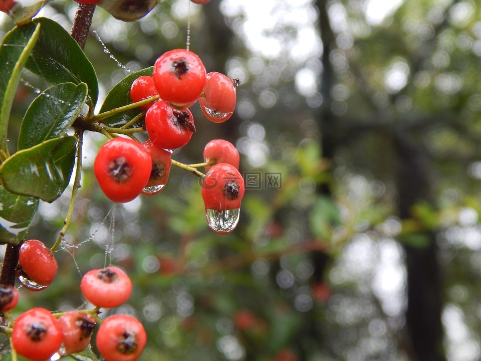 森林,莓果,雨